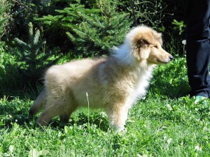 Dodony2