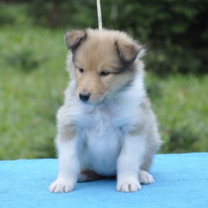 _DSC0016